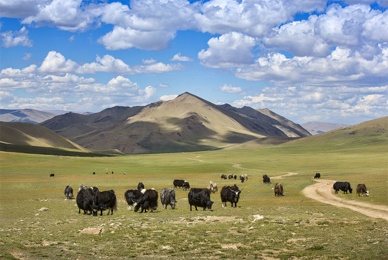 mongolia nature photos